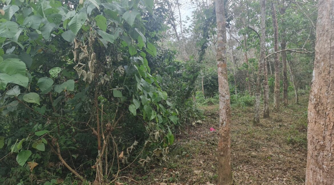 Ejen Hartanah Sungai Siput-Tanah Getah 3.34 Ekar Untuk Dijual Di Kampung Temin-5