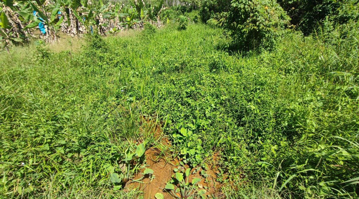 Ejen Hartanah Lenggong Perak-Tanah Pertanian Untuk Dijual Di Kota Tampan, Lenggong Hulu Perak-13