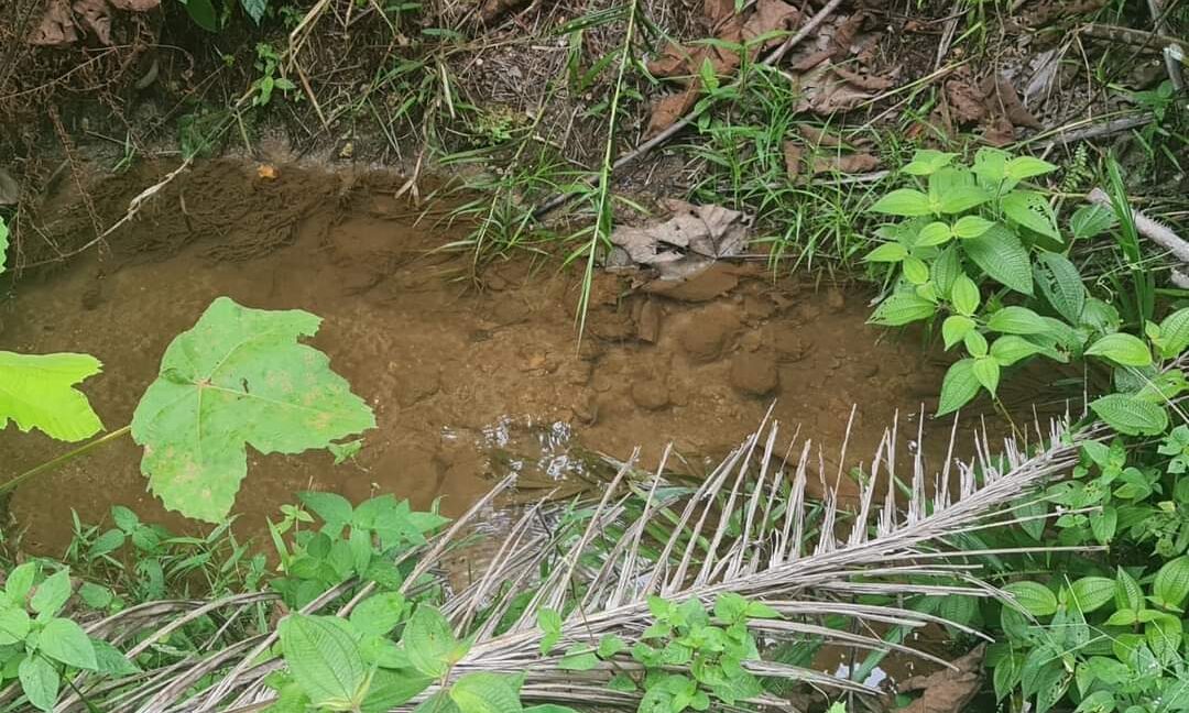 Tanah Pertanian Ada Anak Sungai Untuk Dijual (18)