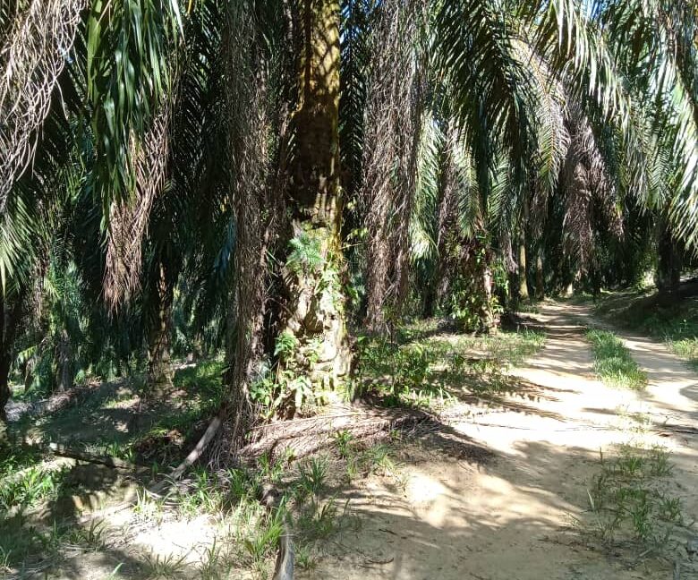 Tanah Sawit Untuk Di Jual Di Mukim Pulau Kamiri, Kuala Kangsar Perak (1)