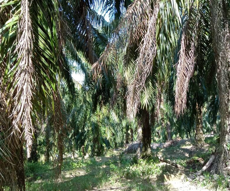 Tanah Sawit Untuk Di Jual Di Mukim Pulau Kamiri, Kuala Kangsar Perak (3)