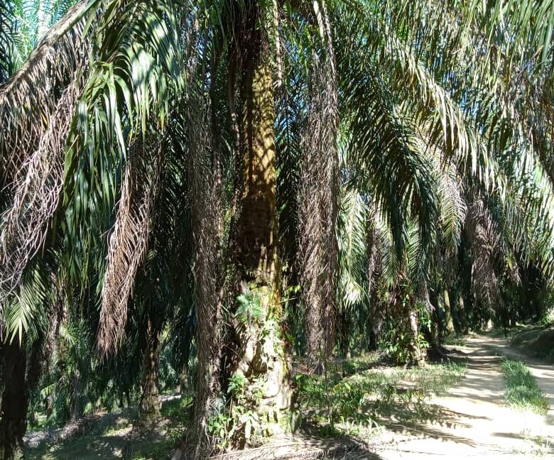 Tanah Sawit Untuk Di Jual Di Mukim Pulau Kamiri, Kuala Kangsar Perak (4)