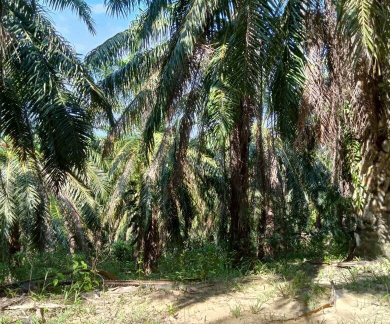 Tanah Sawit Untuk Di Jual Di Mukim Pulau Kamiri, Kuala Kangsar Perak (5)
