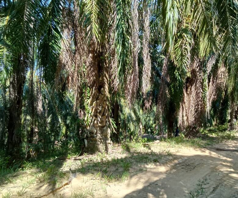 Tanah Sawit Untuk Di Jual Di Mukim Pulau Kamiri, Kuala Kangsar Perak (6)