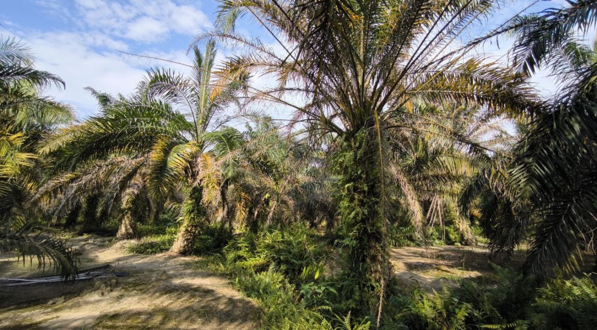 965806ff-fd52-44ef-8620-76bd0e521481