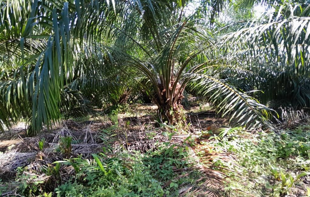 6badda79-50bb-4d3e-9291-bb2b1e828741