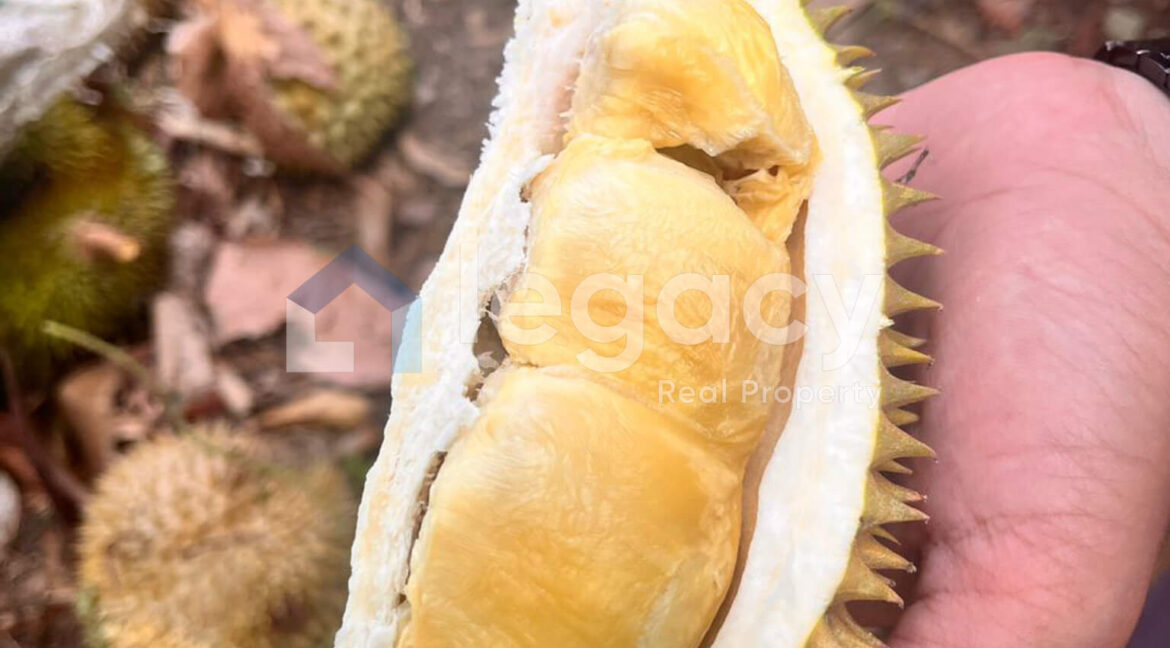 2-lot-tanah-pertanian-untuk-dijual-di-balik-pulau-pulau-pinang-low-res-13-2