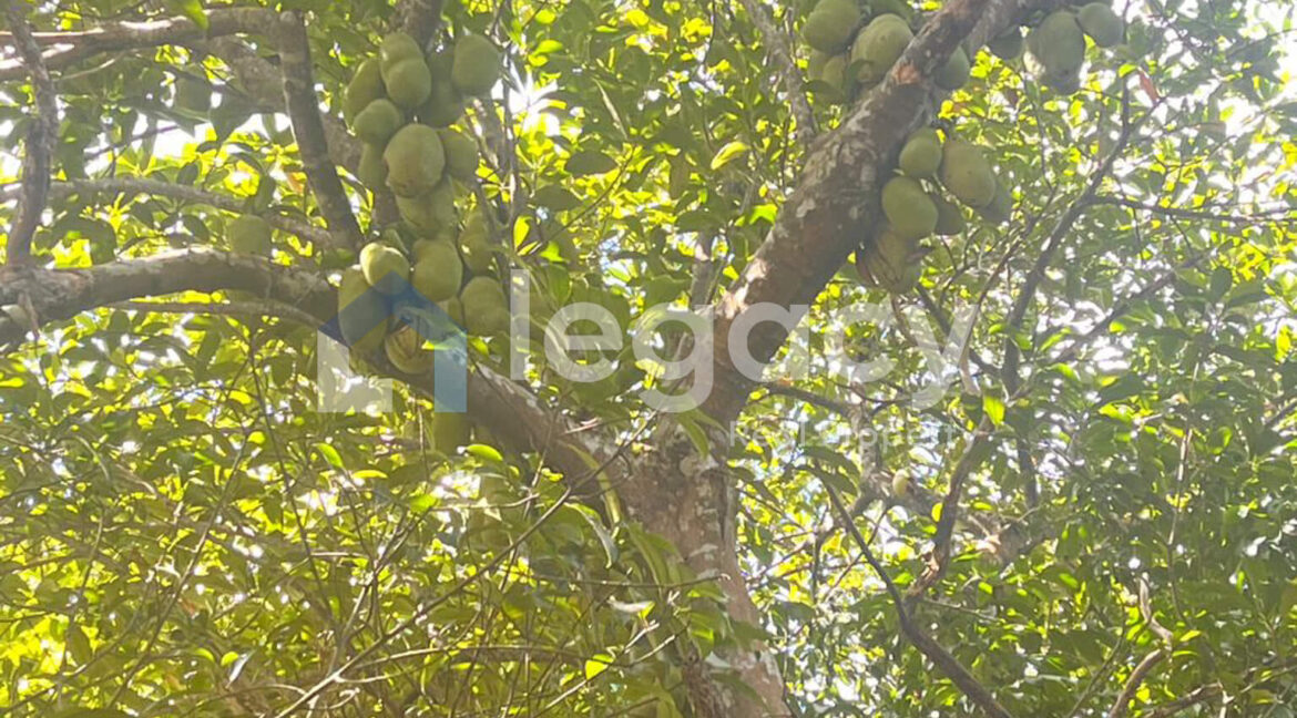 2-lot-tanah-pertanian-untuk-dijual-di-balik-pulau-pulau-pinang-low-res-14-2