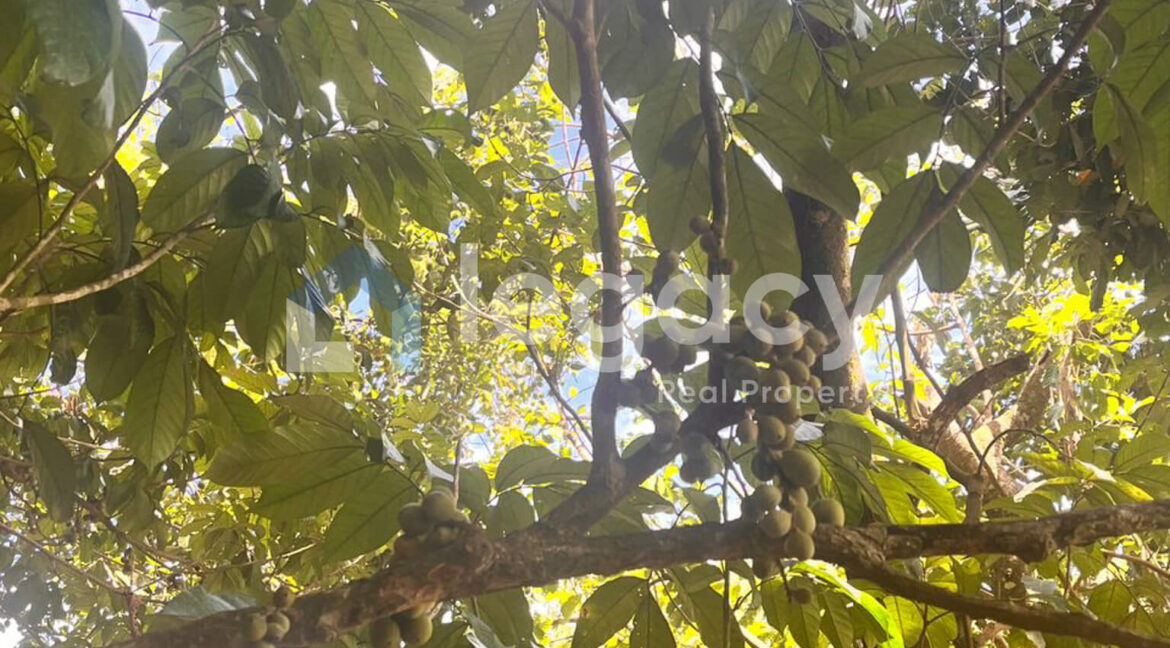 2-lot-tanah-pertanian-untuk-dijual-di-balik-pulau-pulau-pinang-low-res-15-2