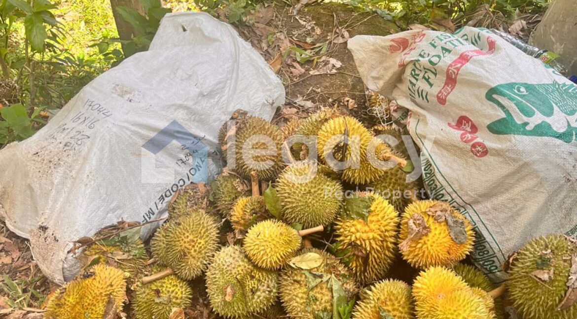 2-lot-tanah-pertanian-untuk-dijual-di-balik-pulau-pulau-pinang-low-res-16-2