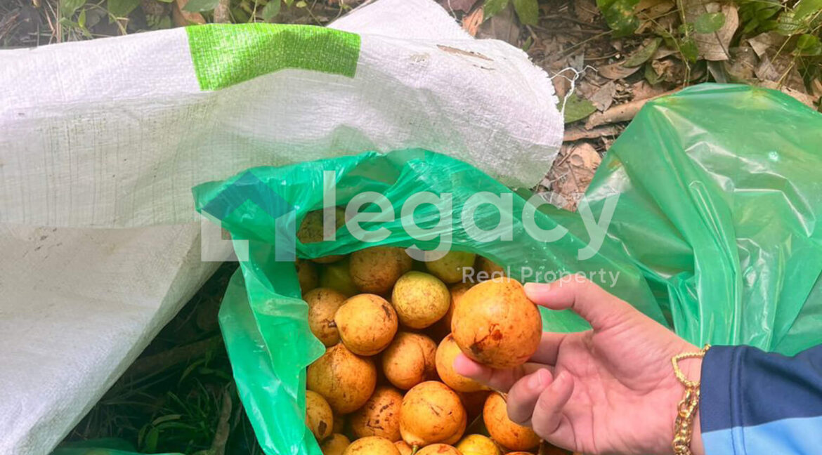 2-lot-tanah-pertanian-untuk-dijual-di-balik-pulau-pulau-pinang-low-res-17-2